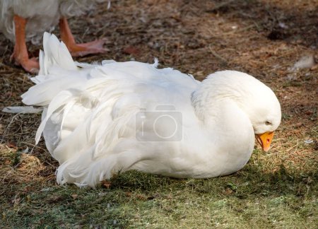 Photo for A white and feathered swan with an orange beak and a small sext - Royalty Free Image