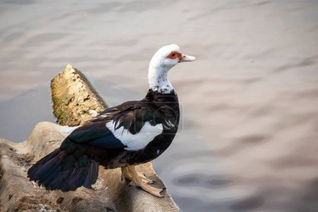 Foto de Un pato blanco y negro está junto al borde del agua en una roca - Imagen libre de derechos