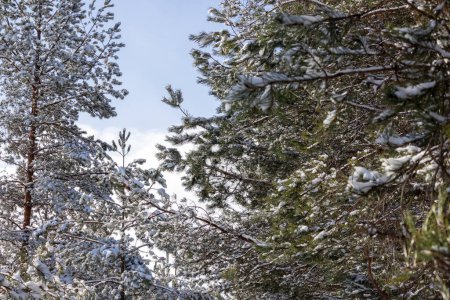 Téléchargez les photos : Branches de conifères recouvertes de neige sur le fond d'un blu - en image libre de droit