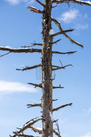 Photo for Dead and fallen tree trunks on top of each other on a sunny winter day - Royalty Free Image