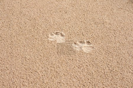 Brown sand with little dog footprints in it