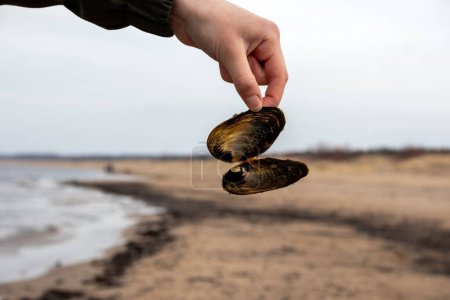 Foto de Dedos de una mano sosteniendo una concha marina abierta lavados de la se - Imagen libre de derechos