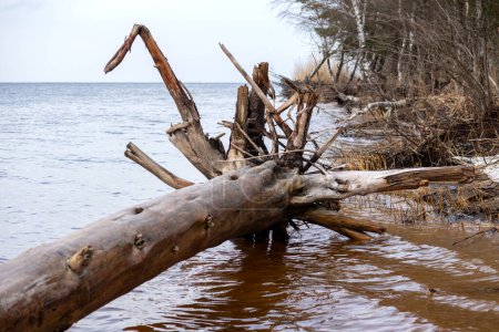 Téléchargez les photos : Rive de rivière avec troncs d'arbres emportés par les tempêtes et tombés sur l'interdiction - en image libre de droit