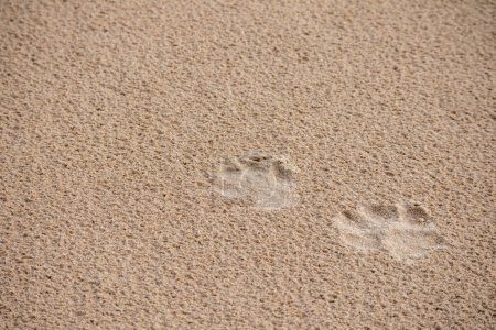Footprints of a small dog in brown sand