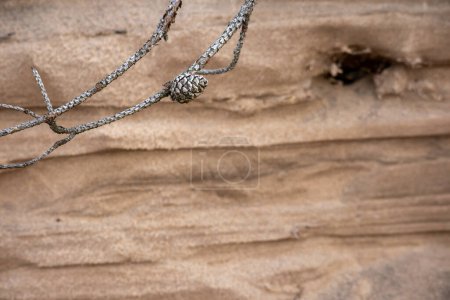 Gray pine cone on branch with brown sand background