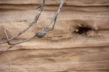 Cône de pin gris sur branche avec fond de sable brun