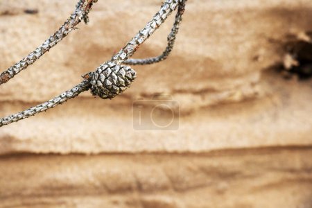 Gray pine cone on branch with brown sand background