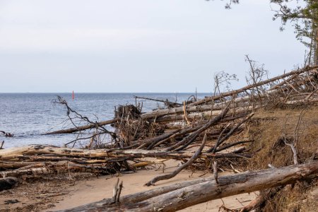 Foto de Los troncos de los árboles arrastrados por la tormenta cayeron al mar - Imagen libre de derechos