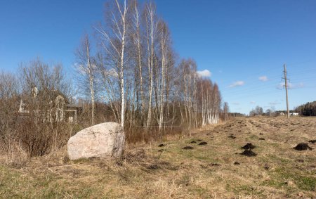 Schwarzer Maulwurf gräbt im Frühling im Gras, im Hintergrund ein Feld und kleine Birken