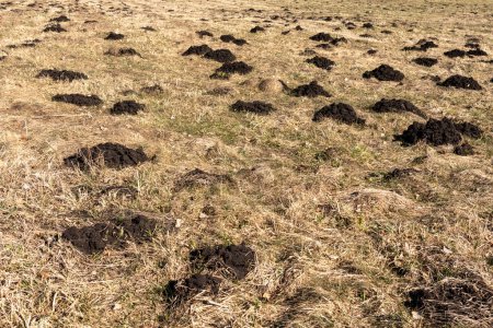 Black moles digging on grass in spring
