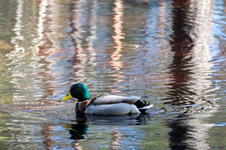 Photo for A duck with a green feathered head in the water - Royalty Free Image