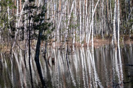 A marshy place with birch trees and a reflection on the water background
