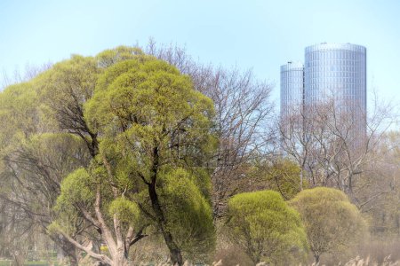 Green trees in the urban environment on the background of some skyscrapers