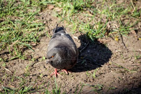 Téléchargez les photos : Un pigeon oiseau gris marche sur l'herbe verte - en image libre de droit