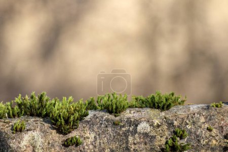 small and green moss on stones on a brown background