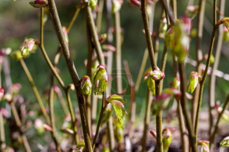 Photo for Close-up of young tree branches with pink buds - Royalty Free Image