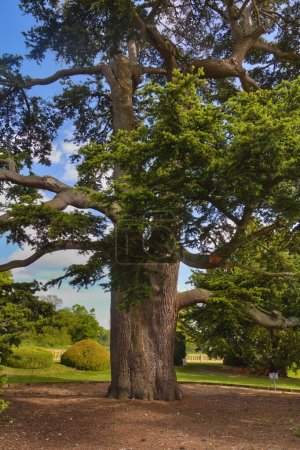 Photo for This mighty pine has seen several centuries and stands in the grounds of Sudeley Castle in Gloucestershire, England - Royalty Free Image