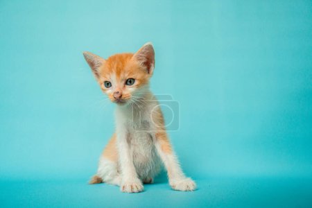 Téléchargez les photos : 1 month old orange white striped domestic cat posing in front of turquoise background, a little confused but very adorable and cute - en image libre de droit