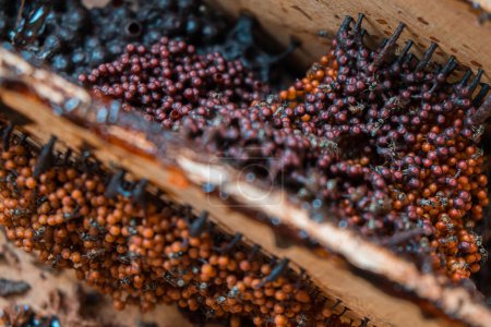 Foto de Detail of the stingless trigona bee hive that has been harvested to produce one of the best honey and pollen in a propolis bag - Imagen libre de derechos