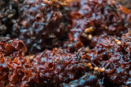Foto de Detail of the stingless trigona bee hive that has been harvested to produce one of the best honey and pollen in a propolis bag - Imagen libre de derechos