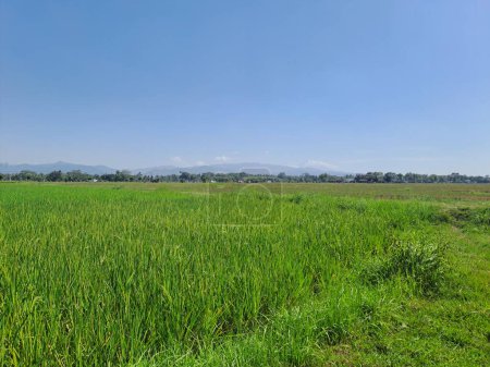 Téléchargez les photos : Une grande superficie de rizières avec une petite route au milieu de l'Indonésie rurale. Une journée chaude dans les rizières vertes avec un ciel bleu comme arrière-plan, très beau et calme - en image libre de droit