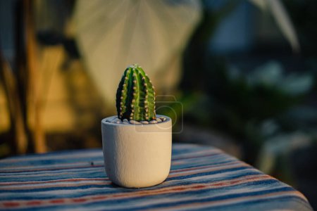Photo for Close-up and bokeh of a ownroot subdenudata cactus plant in a small white pot placed on a table with an ethnic tablecloth on the terrace of the house in the evening when the sunlight is golden yellow - Royalty Free Image