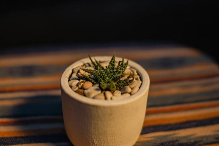 Photo for Close-up and bokeh of a haworthia pepe succulent plant in a small white pot placed on a table with an ethnic tablecloth on the terrace of the house in the evening when the sunlight is golden yellow - Royalty Free Image