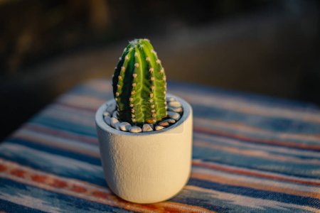 Photo for Close-up and bokeh of a ownroot subdenudata cactus plant in a small white pot placed on a table with an ethnic tablecloth on the terrace of the house in the evening when the sunlight is golden yellow - Royalty Free Image