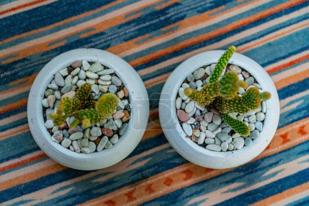 Téléchargez les photos : Gros plan et bokeh d'une plante Opuntia Mickey Ownroot Cactus dans un petit pot blanc. Plantes de cactus placées sur une table avec une nappe ethnique pendant la journée dans un jardin plein d'autres plantes - en image libre de droit