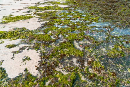 Foto de Detalle de coral, musgo y arena blanca de una playa oculta que todavía está muy vacía de turistas en el lado sur de Indonesia. La playa con una vista muy hermosa por la mañana - Imagen libre de derechos