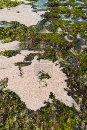 Foto de Detalle de coral, musgo y arena blanca de una playa oculta que todavía está muy vacía de turistas en el lado sur de Indonesia. La playa con una vista muy hermosa por la mañana - Imagen libre de derechos