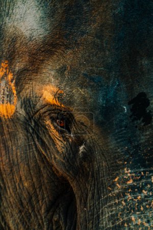 Foto de Detalles de la cara y los ojos de un elefante tailandés desde una distancia muy cercana. Elephant 's Eye Closet en Phuket Tailandia Ubicación turística, sus ojos se ven tristes y ahorran sufrimiento - Imagen libre de derechos