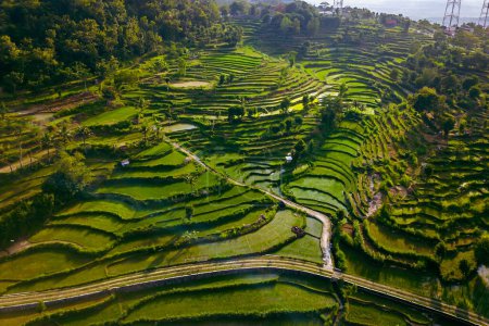 Aerial footage shows a panorama of a village with very large green rice fields and settlements. Aerial panorama of neatly arranged rice fields in the afternoon