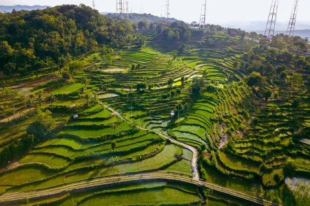 Des images aériennes montrent un panorama d'un village avec de très grandes rizières vertes et des villages. Panorama aérien des rizières soigneusement aménagées dans l'après-midi