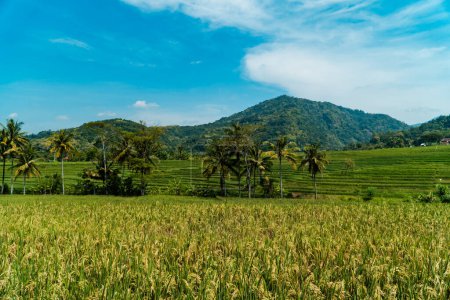 Une grande zone de rizières avec une toile de fond de collines par une journée ensoleillée. zone de rizières vertes dans un beau village calme avec un ciel bleu en arrière-plan, si beau et paisible