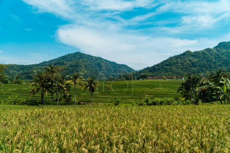 Ein großes Reisfeld mit Hügellandschaft an einem sonnigen Tag. grüne Reisfelder in einem schönen und ruhigen Dorf mit blauem Himmel im Hintergrund, so schön und friedlich
