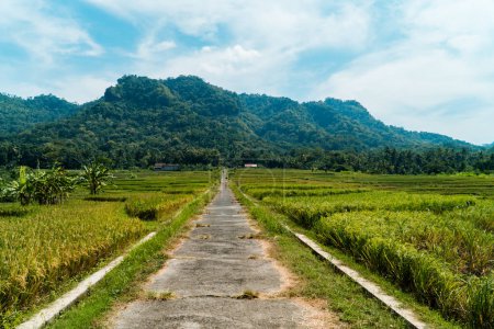 Ein großes Reisfeld mit Hügellandschaft an einem sonnigen Tag. grüne Reisfelder in einem schönen und ruhigen Dorf mit blauem Himmel im Hintergrund, so schön und friedlich