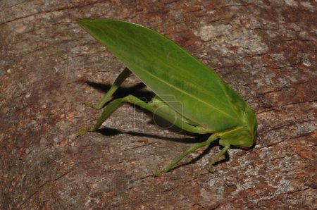 Téléchargez les photos : Microcentrum Phaneropterinae grillon de brousse vert gros plan - en image libre de droit