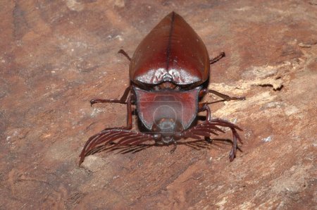 Click Beetles closeup from Thailand 
