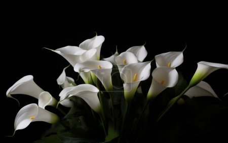 kleiner Beerdigungsstrauß aus Calla-Lilien mit schwarzem Band auf grauem Hintergrund 