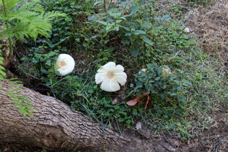 Toadstool mushrooms grow in a clearing in a city park.