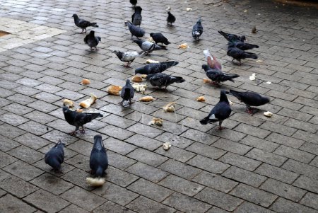 Palomas en la plaza de la ciudad comen pan.