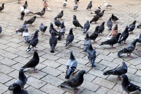 Tauben auf dem Stadtplatz fressen Brot.