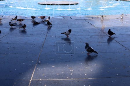 Pigeons in the city square eat bread.