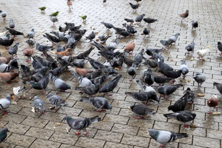 Tauben auf dem Stadtplatz fressen Brot.