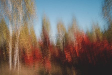 Photo for Trees shot at slow shutter speeds. - Royalty Free Image