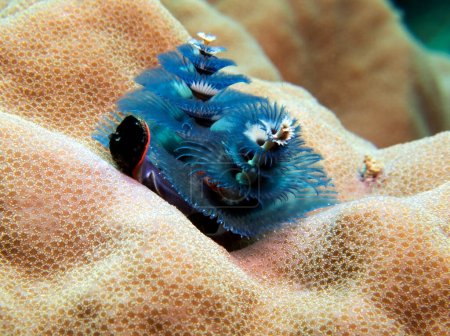 Photo for A blue Christmas tree worm, Spirobranchus giganteus Boracay Island Philippines - Royalty Free Image