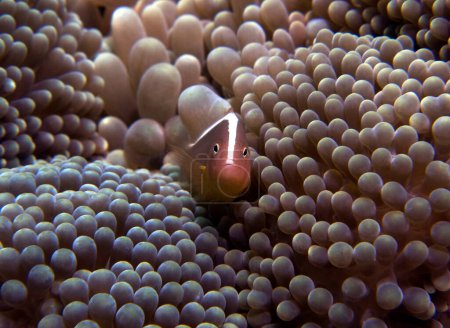 Téléchargez les photos : A Pink skunk clownfish or pink anemonefish Boracay Island Philippines - en image libre de droit