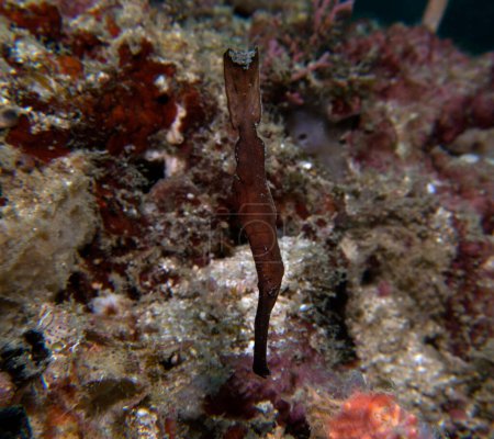 Photo for A brown Robust ghost pipefish in a shallow reef Boracay Island Philippines - Royalty Free Image