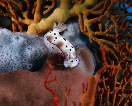 Téléchargez les photos : A Hypselodoris tryoni nudibranch sur les coraux mous Boracay Island Philippines - en image libre de droit